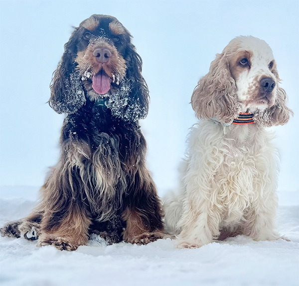 Duke Ellington und Maite vom Nikolausberg im Schnee 2026