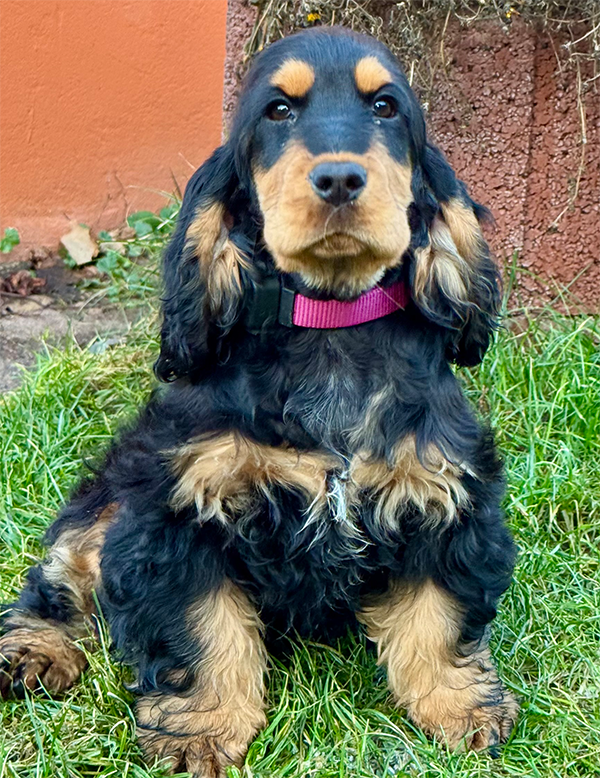 Forever Rizi Bizi Stella | English Cocker Spaniel vom Erfurter Kakteenhof Forever Rizi Bizi Stella | English Cocker Spaniel vom Erfurter Kakteenhof