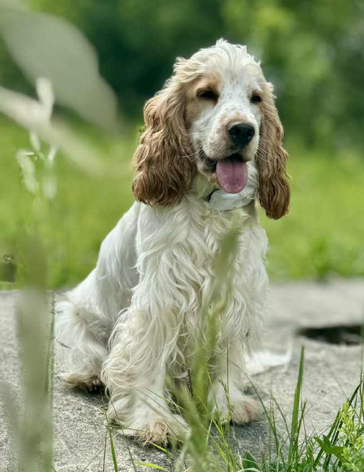Maite vom Nikolausberg | English Cocker Spaniel vom Erfurter Kakteenhof Maite vom Nikolausberg | English Cocker Spaniel vom Erfurter Kakteenhof
