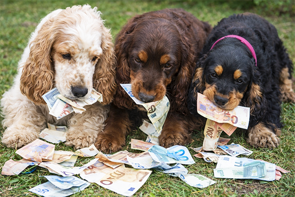 Kosten English Cocker Spaniel Kosten English Cocker Spaniel