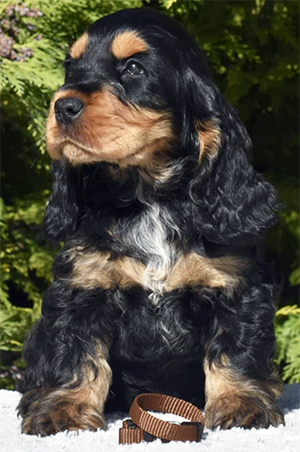 Welpe English Cocker Spaniel Stella