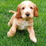 Spike als Welpe 2011 | English Cocker Spaniel vom Erfurter Kakteenhof