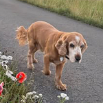 Spike 2025 | Cocker Spaniel vom Erfurter Kakteenhof