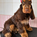 Duke Ellington als Welpe 2023 | English Cocker Spaniel