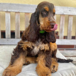 Duke Ellington als Welpe 2023 | English Cocker Spaniel