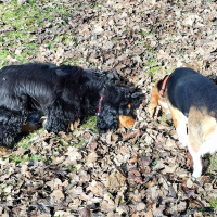 Stella und Milka beim Schnüffeln nach Leckerlies